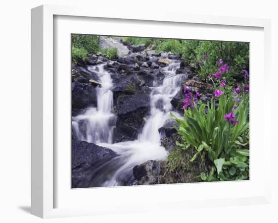 Waterfall and Wildflowers, Ouray, San Juan Mountains, Rocky Mountains, Colorado, USA-Rolf Nussbaumer-Framed Photographic Print