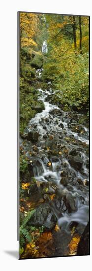 Waterfall in a Forest, Wahkeena Falls, Columbia River Gorge, Multnomah County, Oregon, USA-null-Mounted Photographic Print