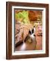 Waterfall in Coyote Gulch-Mike Cavaroc-Framed Photographic Print