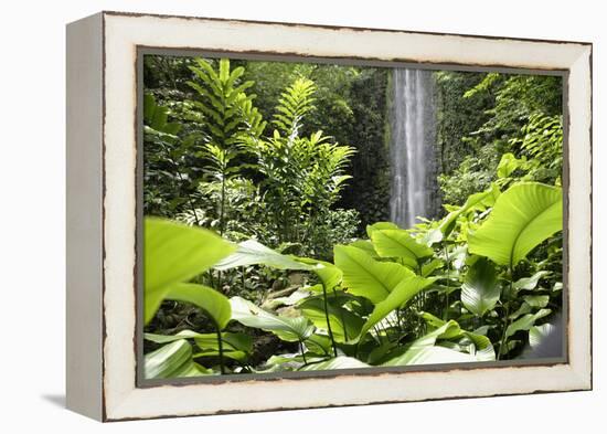 Waterfall in Rain Forest, Jurong Bird Park, Singapore-Angelo Cavalli-Framed Premier Image Canvas