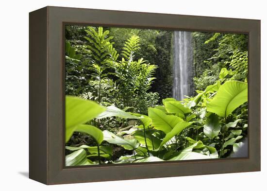 Waterfall in Rain Forest, Jurong Bird Park, Singapore-Angelo Cavalli-Framed Premier Image Canvas