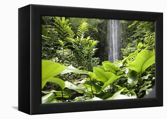 Waterfall in Rain Forest, Jurong Bird Park, Singapore-Angelo Cavalli-Framed Premier Image Canvas