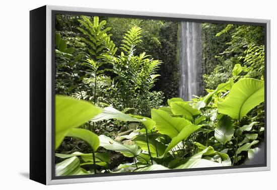 Waterfall in Rain Forest, Jurong Bird Park, Singapore-Angelo Cavalli-Framed Premier Image Canvas