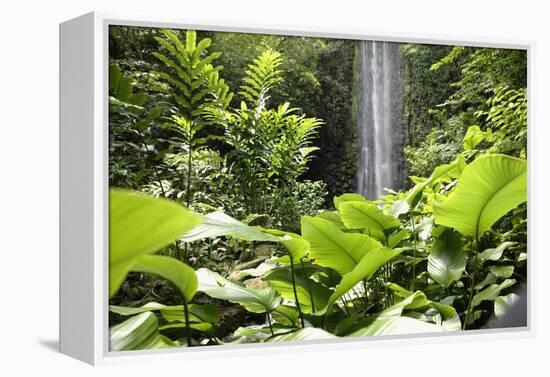 Waterfall in Rain Forest, Jurong Bird Park, Singapore-Angelo Cavalli-Framed Premier Image Canvas