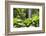 Waterfall in Rain Forest, Jurong Bird Park, Singapore-Angelo Cavalli-Framed Photographic Print