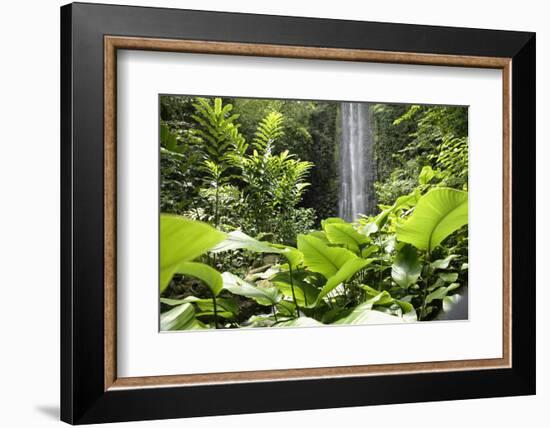 Waterfall in Rain Forest, Jurong Bird Park, Singapore-Angelo Cavalli-Framed Photographic Print