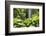 Waterfall in Rain Forest, Jurong Bird Park, Singapore-Angelo Cavalli-Framed Photographic Print