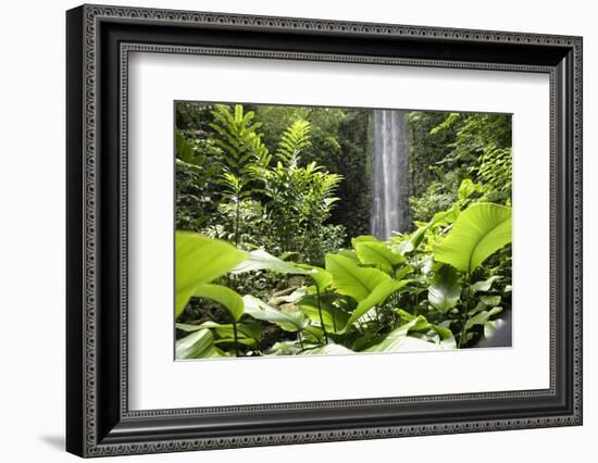 Waterfall in Rain Forest, Jurong Bird Park, Singapore-Angelo Cavalli-Framed Photographic Print