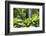 Waterfall in Rain Forest, Jurong Bird Park, Singapore-Angelo Cavalli-Framed Photographic Print