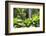 Waterfall in Rain Forest, Jurong Bird Park, Singapore-Angelo Cavalli-Framed Photographic Print