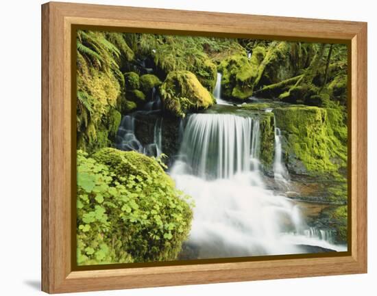 Waterfall in Willamette National Forest, Oregon, USA-Stuart Westmoreland-Framed Premier Image Canvas