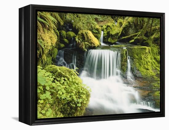 Waterfall in Willamette National Forest, Oregon, USA-Stuart Westmoreland-Framed Premier Image Canvas