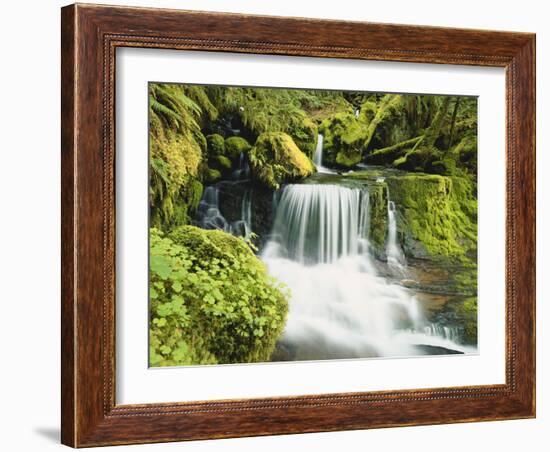 Waterfall in Willamette National Forest, Oregon, USA-Stuart Westmoreland-Framed Photographic Print