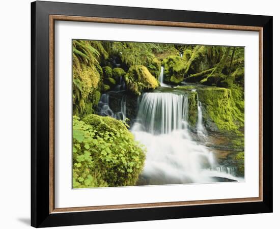 Waterfall in Willamette National Forest, Oregon, USA-Stuart Westmoreland-Framed Photographic Print