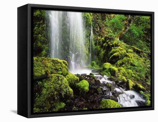 Waterfall, Mt Hood National Forest, Columbia Gorge Scenic Area, Oregon, USA-Stuart Westmorland-Framed Premier Image Canvas