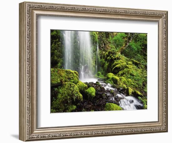 Waterfall, Mt Hood National Forest, Columbia Gorge Scenic Area, Oregon, USA-Stuart Westmorland-Framed Photographic Print