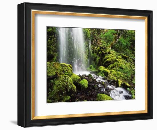 Waterfall, Mt Hood National Forest, Columbia Gorge Scenic Area, Oregon, USA-Stuart Westmorland-Framed Photographic Print