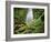 Waterfall, Mtirala National Park, Georgia, May 2008-Popp-Framed Photographic Print