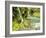 Waterfall Near Graves Creek, Olympic National Park, Washington, USA-Stuart Westmoreland-Framed Photographic Print