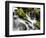 Waterfall, Olympic National Park, Washington, USA-Tom Norring-Framed Photographic Print