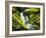 Waterfall over Moss Covered Rock, Olympic National Park, Washington, USA-Stuart Westmoreland-Framed Photographic Print