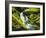 Waterfall over Moss Covered Rock, Olympic National Park, Washington, USA-Stuart Westmoreland-Framed Photographic Print