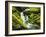 Waterfall over Moss Covered Rock, Olympic National Park, Washington, USA-Stuart Westmoreland-Framed Photographic Print