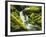 Waterfall over Moss Covered Rock, Olympic National Park, Washington, USA-Stuart Westmoreland-Framed Photographic Print