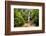 Waterfall San Vincente in an Area of Jungle Called Mashpi Cloud Forest in the Choco Rainforest-Matthew Williams-Ellis-Framed Photographic Print