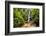 Waterfall San Vincente in an Area of Jungle Called Mashpi Cloud Forest in the Choco Rainforest-Matthew Williams-Ellis-Framed Photographic Print