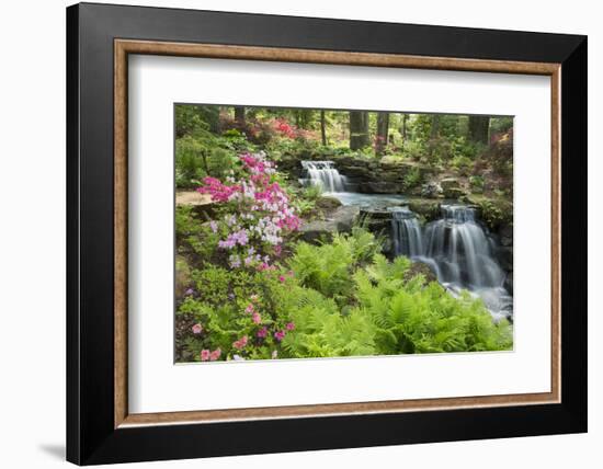 Waterfall with Ferns and Azaleas at Azalea Path Arboretum and Botanical Gardens, Hazleton, Indiana-Richard and Susan Day-Framed Photographic Print