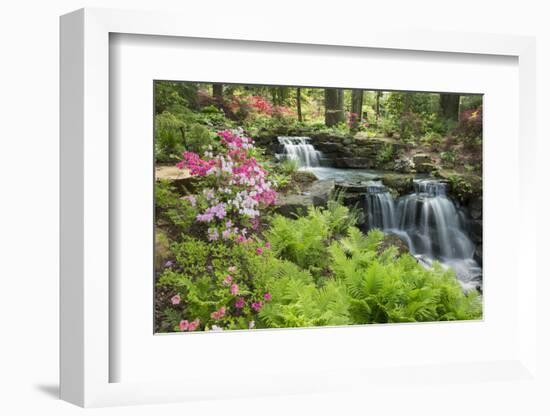 Waterfall with Ferns and Azaleas at Azalea Path Arboretum and Botanical Gardens, Hazleton, Indiana-Richard and Susan Day-Framed Photographic Print