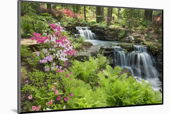 Waterfall with Ferns and Azaleas at Azalea Path Arboretum and Botanical Gardens, Hazleton, Indiana-Richard and Susan Day-Mounted Photographic Print