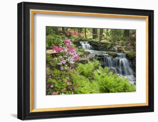 Waterfall with Ferns and Azaleas at Azalea Path Arboretum and Botanical Gardens, Hazleton, Indiana-Richard and Susan Day-Framed Photographic Print