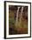 Waterfall, Zion National Park, Utah, USA-Scott T. Smith-Framed Photographic Print