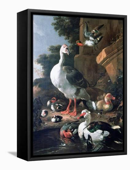 Waterfowl in a Classical Landscape, 17th Century-Melchior de Hondecoeter-Framed Premier Image Canvas