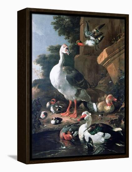 Waterfowl in a Classical Landscape, 17th Century-Melchior de Hondecoeter-Framed Premier Image Canvas