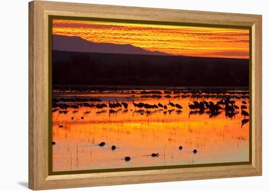Waterfowl on Roost, Bosque Del Apache National Wildlife Refuge, New Mexico, USA-Larry Ditto-Framed Premier Image Canvas