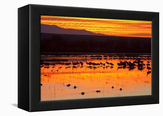 Waterfowl on Roost, Bosque Del Apache National Wildlife Refuge, New Mexico, USA-Larry Ditto-Framed Premier Image Canvas