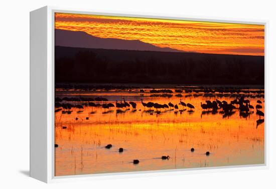 Waterfowl on Roost, Bosque Del Apache National Wildlife Refuge, New Mexico, USA-Larry Ditto-Framed Premier Image Canvas