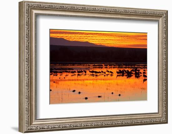 Waterfowl on Roost, Bosque Del Apache National Wildlife Refuge, New Mexico, USA-Larry Ditto-Framed Photographic Print