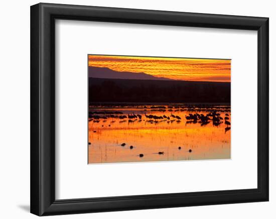 Waterfowl on Roost, Bosque Del Apache National Wildlife Refuge, New Mexico, USA-Larry Ditto-Framed Photographic Print