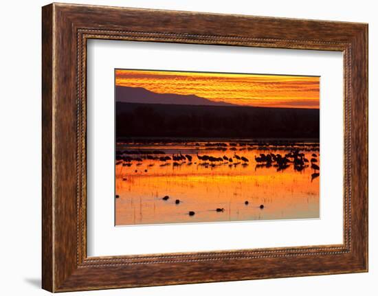 Waterfowl on Roost, Bosque Del Apache National Wildlife Refuge, New Mexico, USA-Larry Ditto-Framed Photographic Print