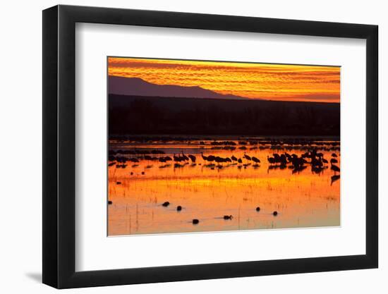 Waterfowl on Roost, Bosque Del Apache National Wildlife Refuge, New Mexico, USA-Larry Ditto-Framed Photographic Print