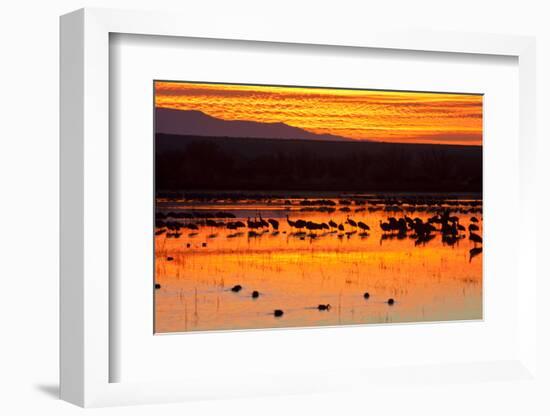 Waterfowl on Roost, Bosque Del Apache National Wildlife Refuge, New Mexico, USA-Larry Ditto-Framed Photographic Print