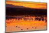 Waterfowl on Roost, Bosque Del Apache National Wildlife Refuge, New Mexico, USA-Larry Ditto-Mounted Photographic Print