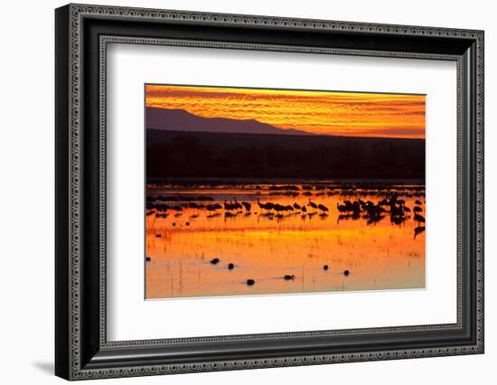 Waterfowl on Roost, Bosque Del Apache National Wildlife Refuge, New Mexico, USA-Larry Ditto-Framed Photographic Print