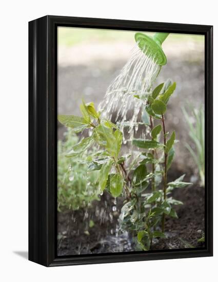 Watering Bay Plant-null-Framed Premier Image Canvas