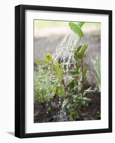 Watering Bay Plant-null-Framed Photographic Print