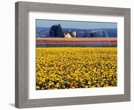 Watering the Tulips in the Willamette Valley, Oregon, USA-Janis Miglavs-Framed Photographic Print